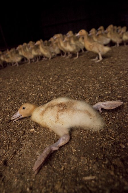 Australian duck farming