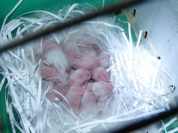 Rabbit farming at Baldivis Rabbits WA