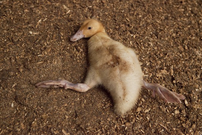 Australian duck farming