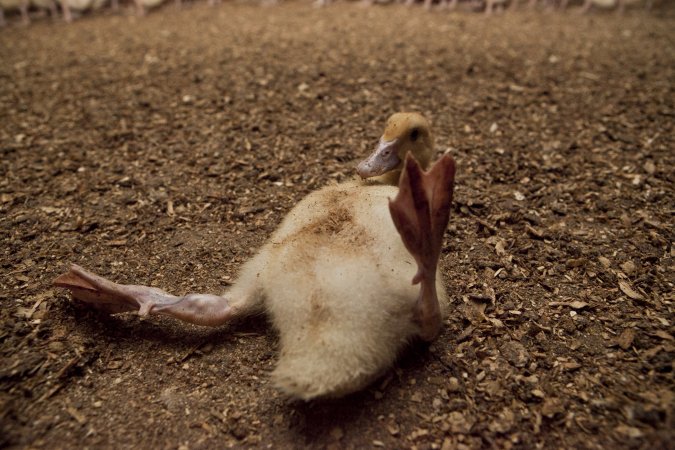 Australian duck farming