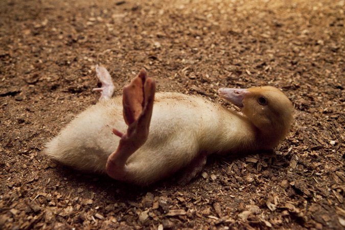 Australian duck farming