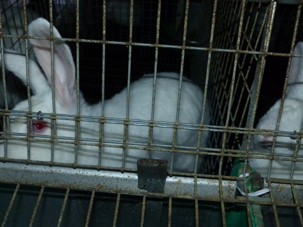 Rabbit farming at Baldivis Rabbits WA