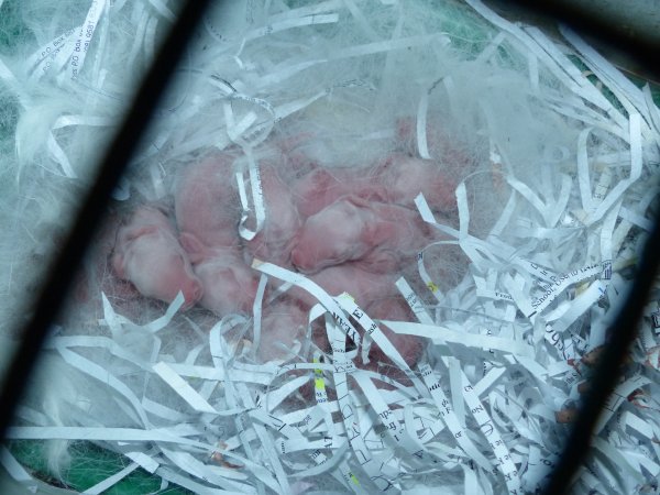 Rabbit farming at Baldivis Rabbits WA