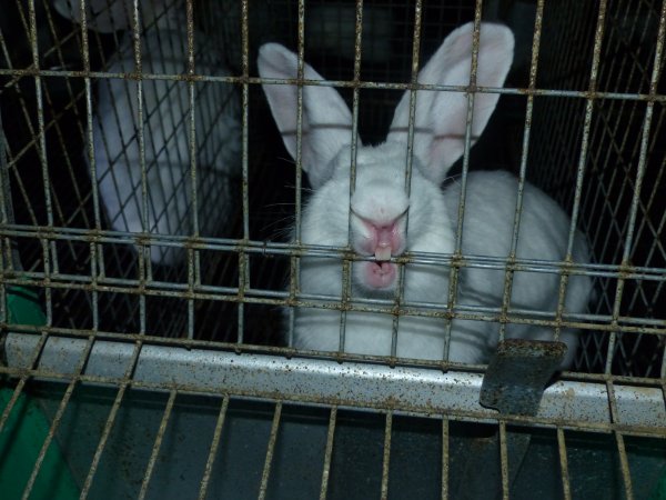 Rabbit farming at Baldivis Rabbits WA