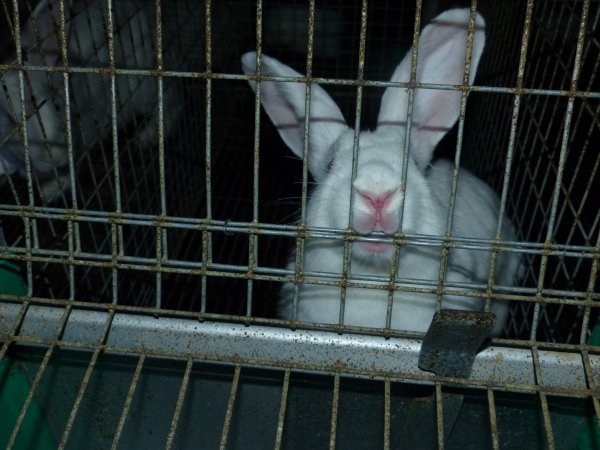 Rabbit farming at Baldivis Rabbits WA