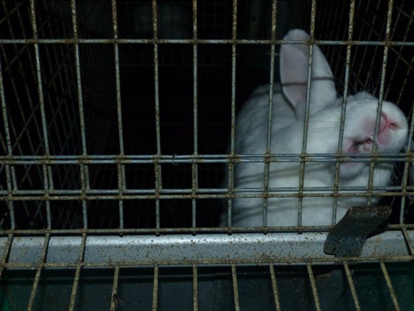 Rabbit farming at Baldivis Rabbits WA