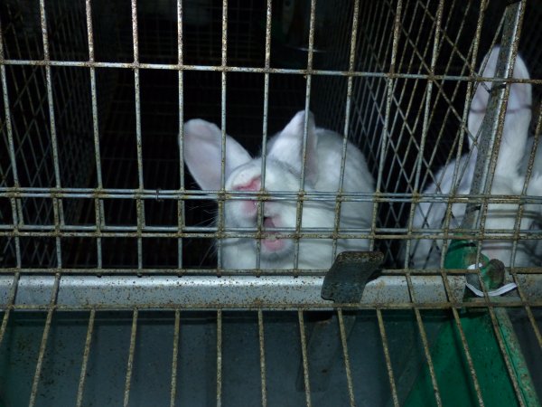 Rabbit farming at Baldivis Rabbits WA