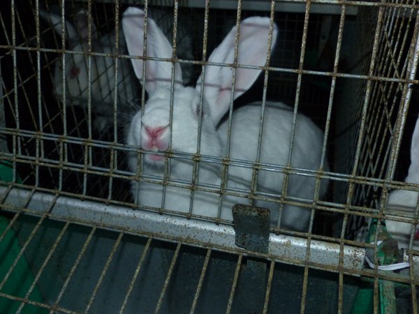 Rabbit farming at Baldivis Rabbits WA