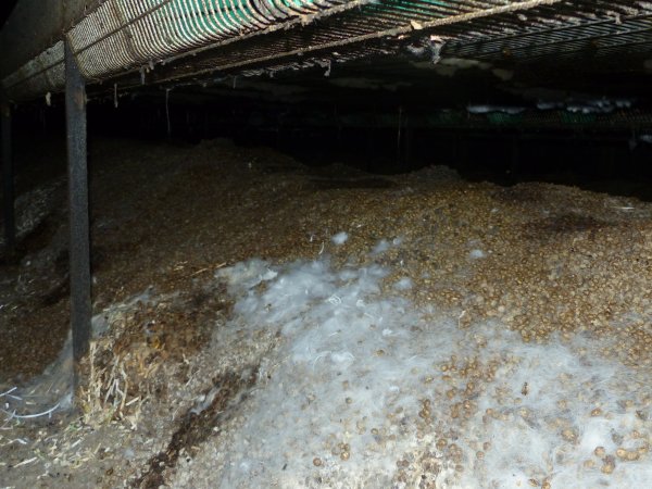 Rabbit farming at Baldivis Rabbits WA