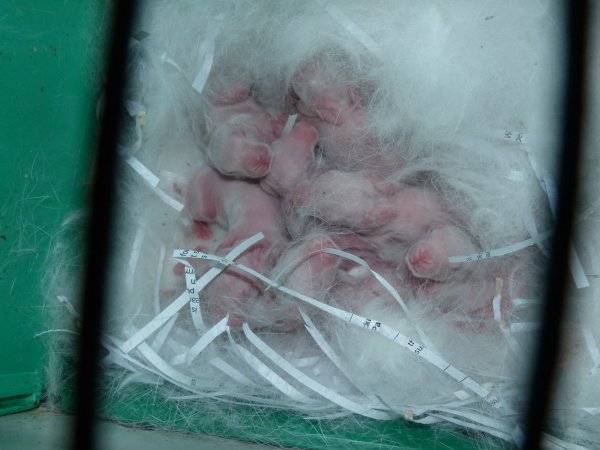 Rabbit farming at Baldivis Rabbits WA