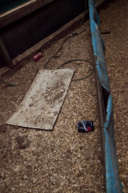 Floor of duck shed with soft drink cans