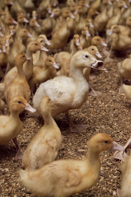 Australian duck farming