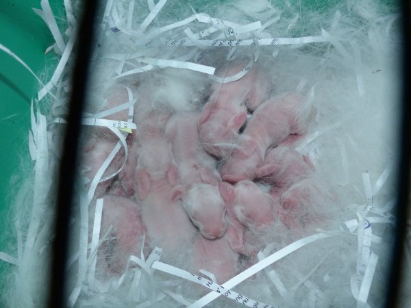 Rabbit farming at Baldivis Rabbits WA