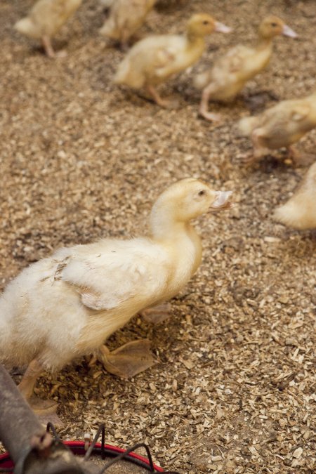 Australian duck farming