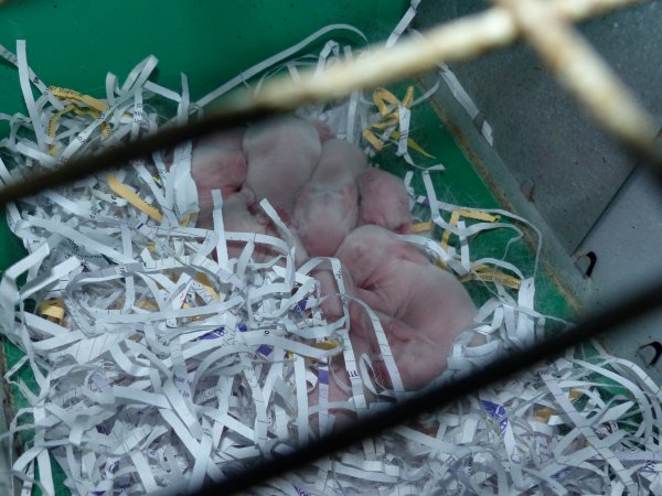 Rabbit farming at Baldivis Rabbits WA