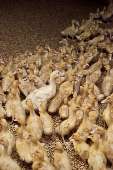 Australian duck farming