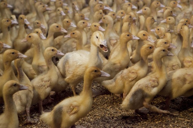 Australian duck farming