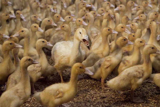 Australian duck farming