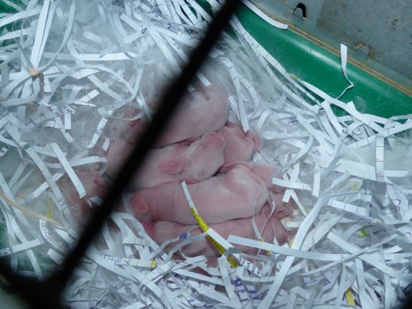 Rabbit farming at Baldivis Rabbits WA