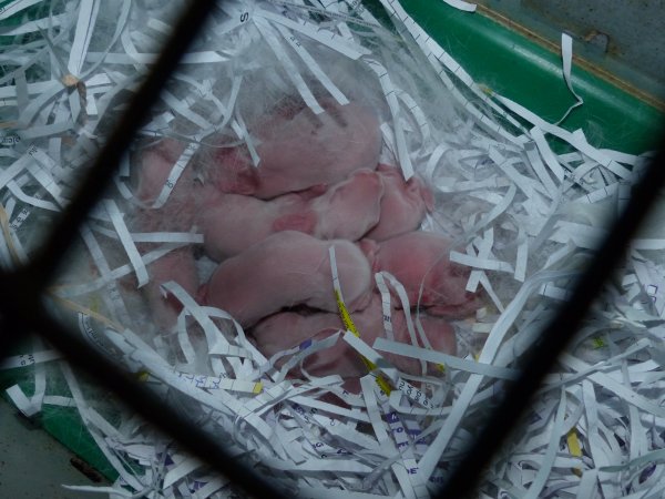 Rabbit farming at Baldivis Rabbits WA