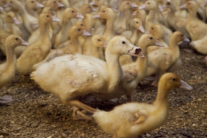 Australian duck farming