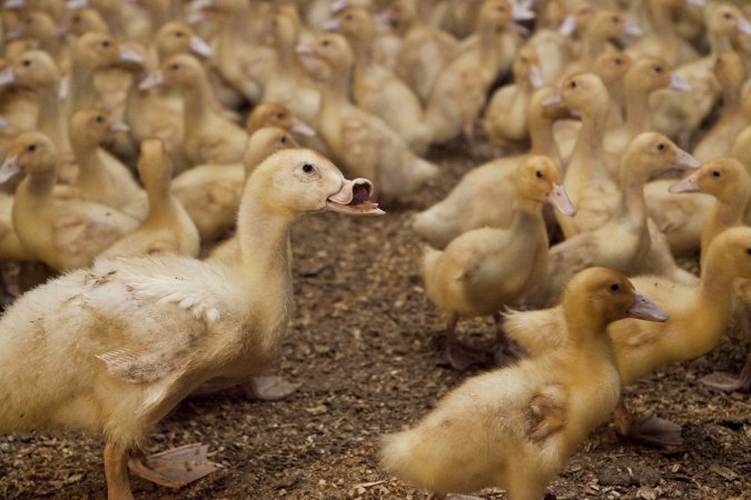 Australian duck farming