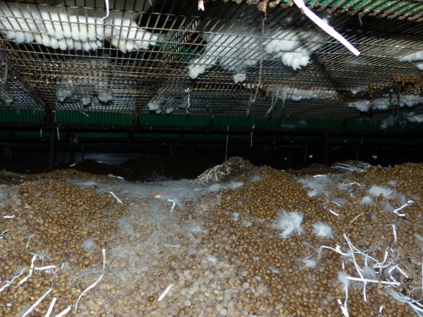 Rabbit farming at Baldivis Rabbits WA