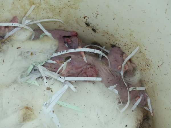 Rabbit farming at Baldivis Rabbits WA