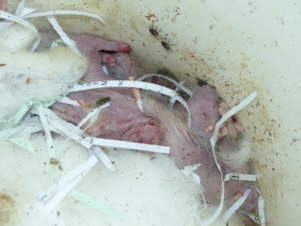 Rabbit farming at Baldivis Rabbits WA