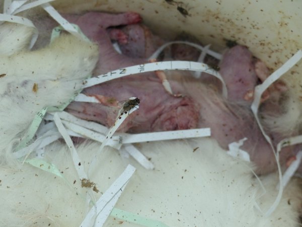 Rabbit farming at Baldivis Rabbits WA