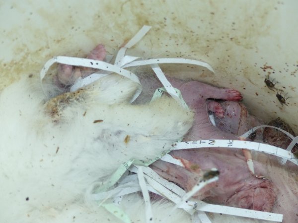 Rabbit farming at Baldivis Rabbits WA