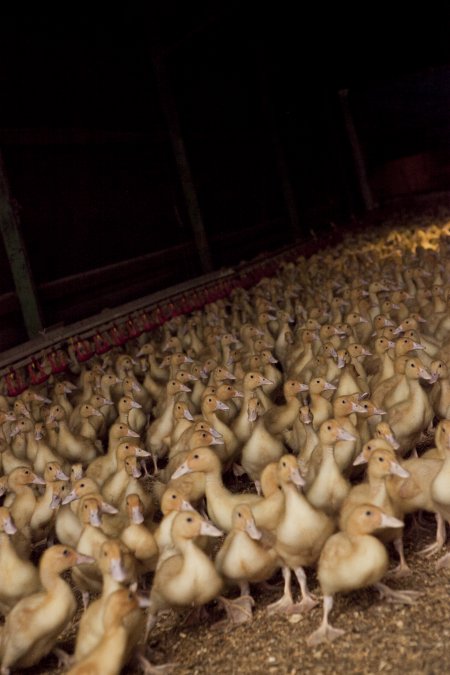 Australian duck farming