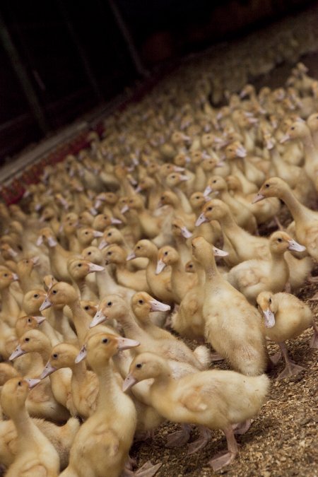 Australian duck farming