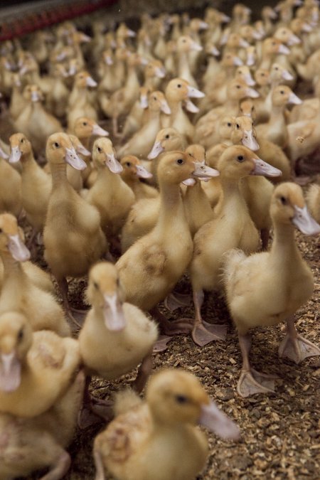 Australian duck farming