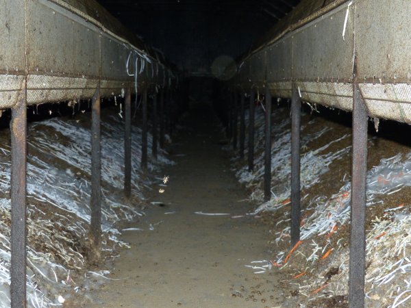 Rabbit farming at Baldivis Rabbits WA