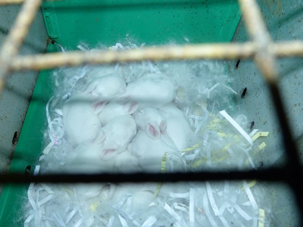 Rabbit farming at Baldivis Rabbits WA