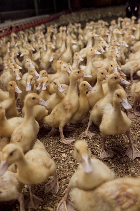 Australian duck farming