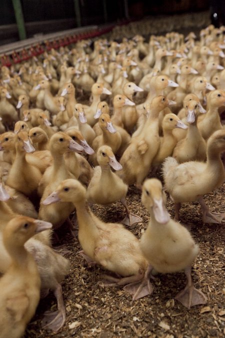 Australian duck farming