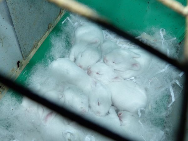 Rabbit farming at Baldivis Rabbits WA