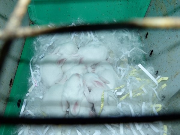 Rabbit farming at Baldivis Rabbits WA