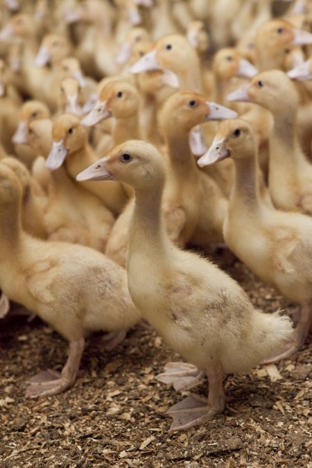 Australian duck farming