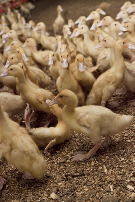 Australian duck farming