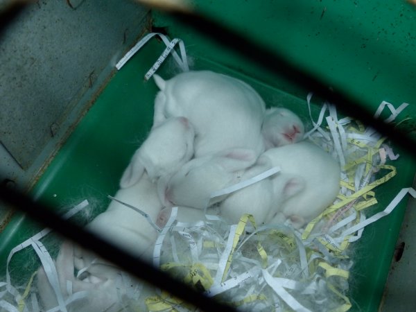 Rabbit farming at Baldivis Rabbits WA