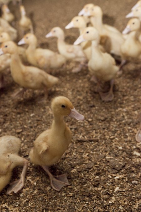 Australian duck farming