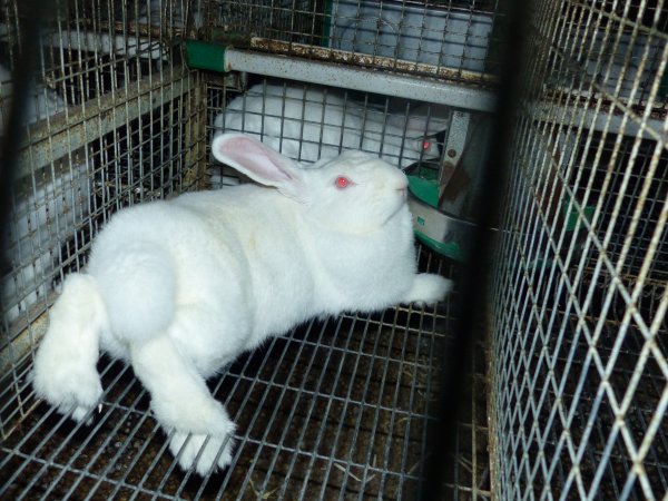 Rabbit farming at Baldivis Rabbits WA