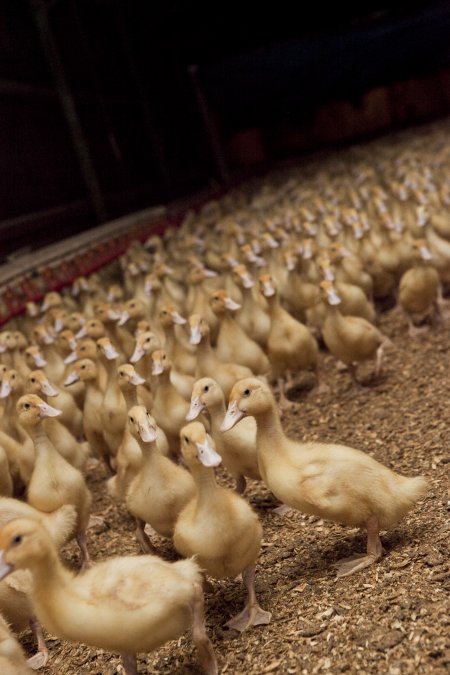 Australian duck farming