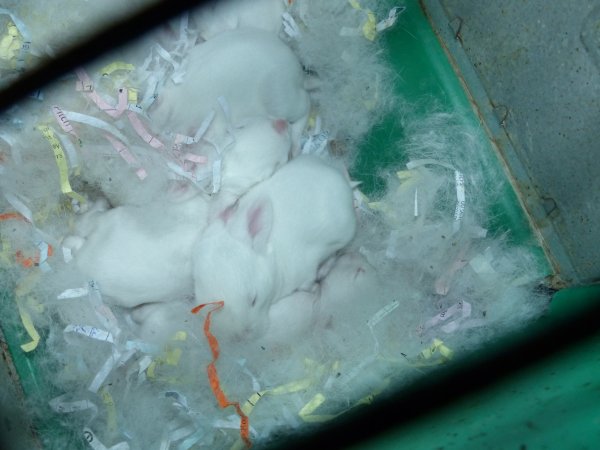 Rabbit farming at Baldivis Rabbits WA