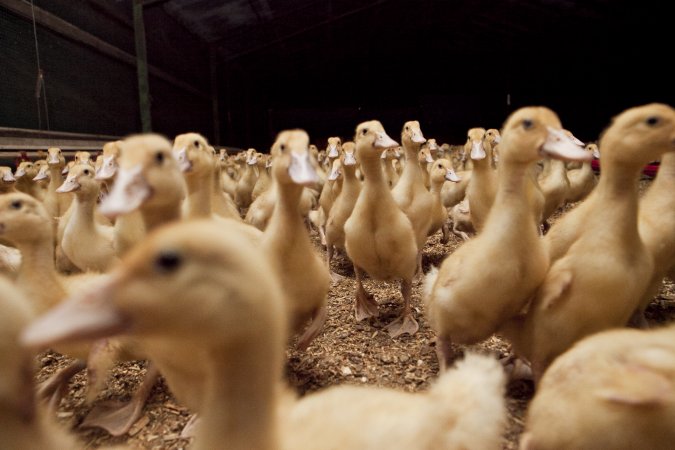 Australian duck farming