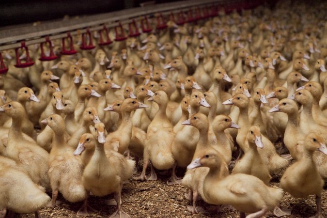 Australian duck farming