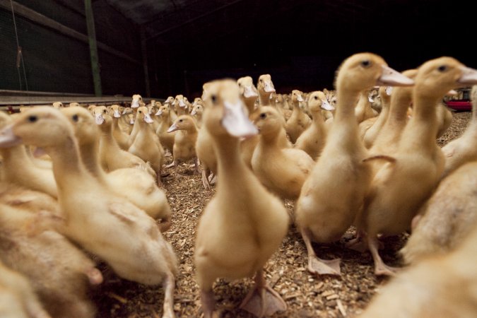 Australian duck farming